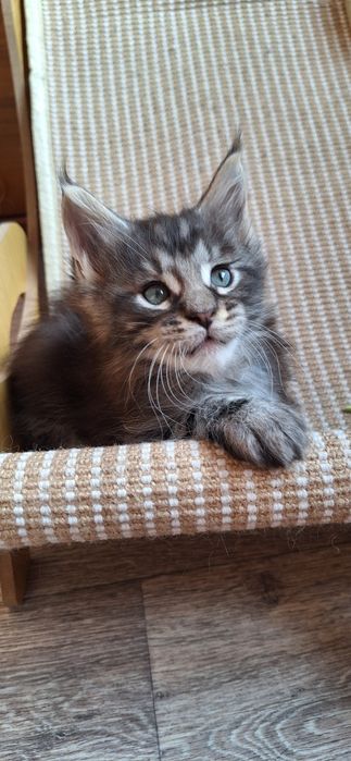 Котята  мейн-кун