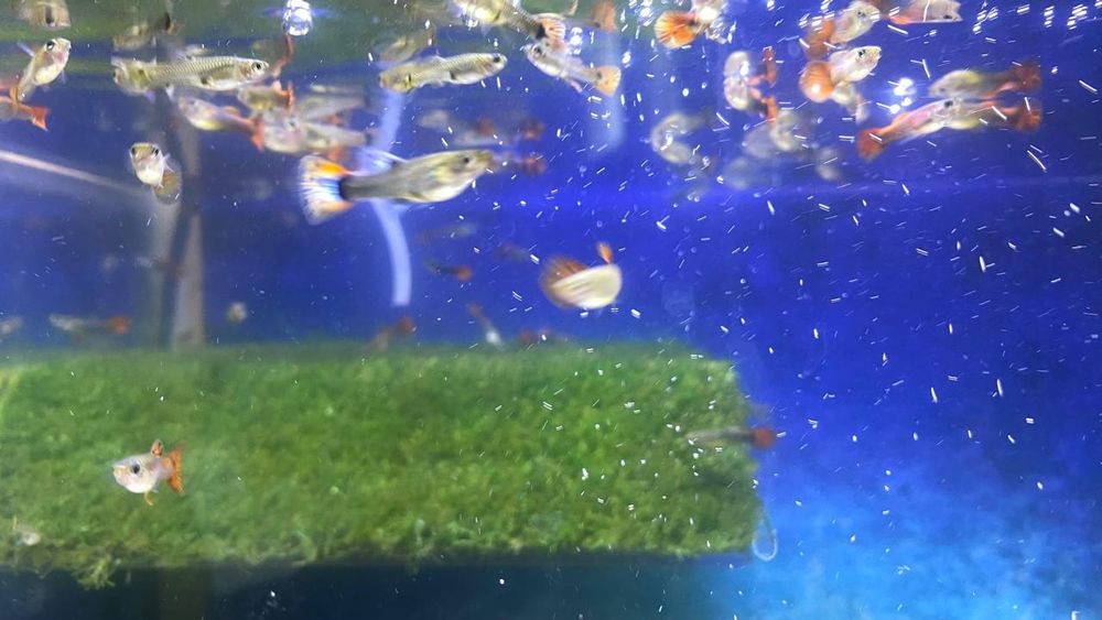 Рыбки гуппи разных окрасов