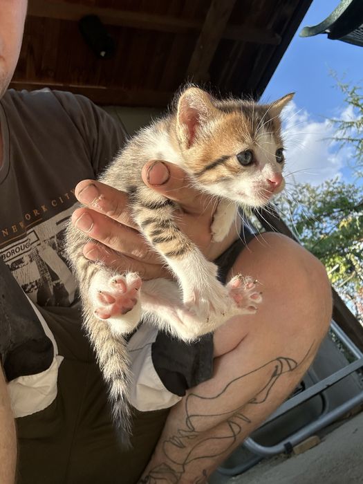 Подарявам 3 малки котенца