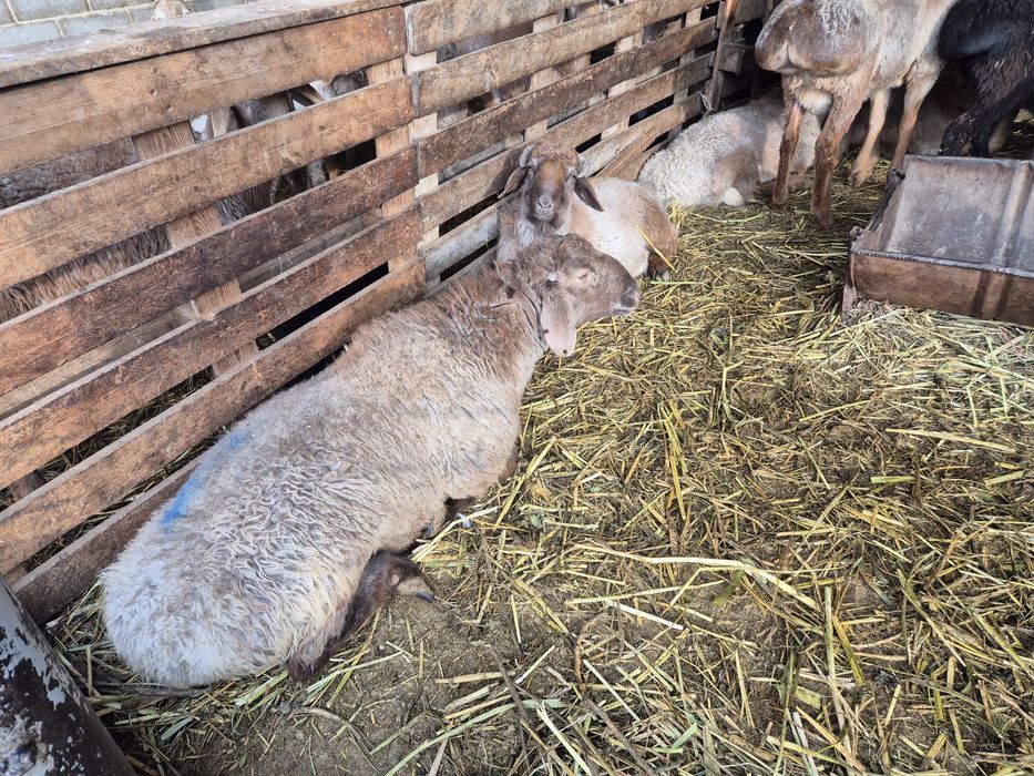 Бордақыланған тоқтылар