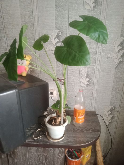 Цветок Алоказия Калидора