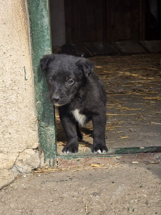 Cateluse pentru adoptie