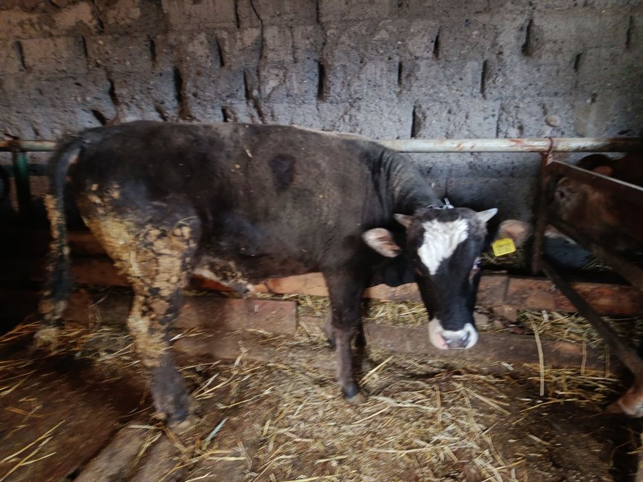 Продам бычка 450000