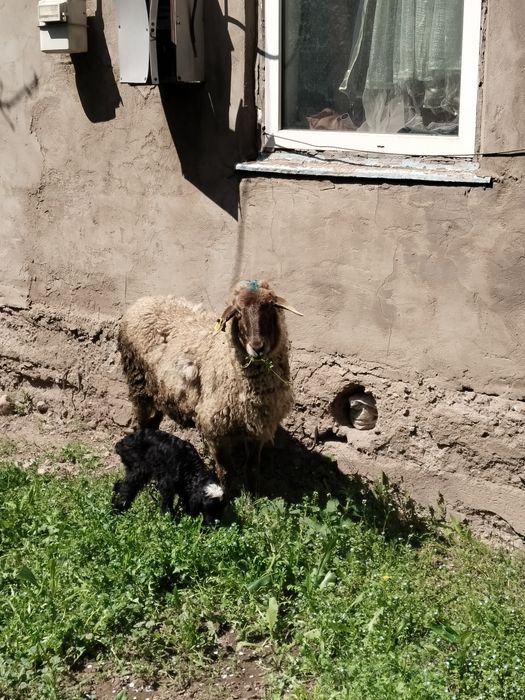 Козылы кой сатылады жас мал