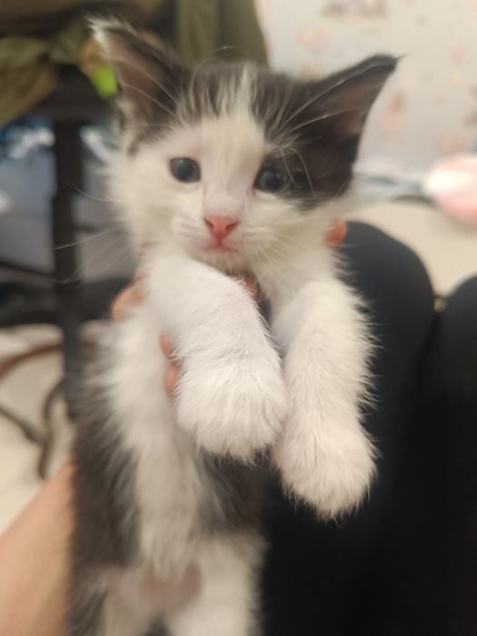 Отдам котят  ,1 месяц