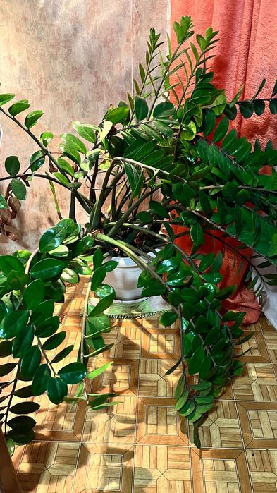 Продам комнатные растения