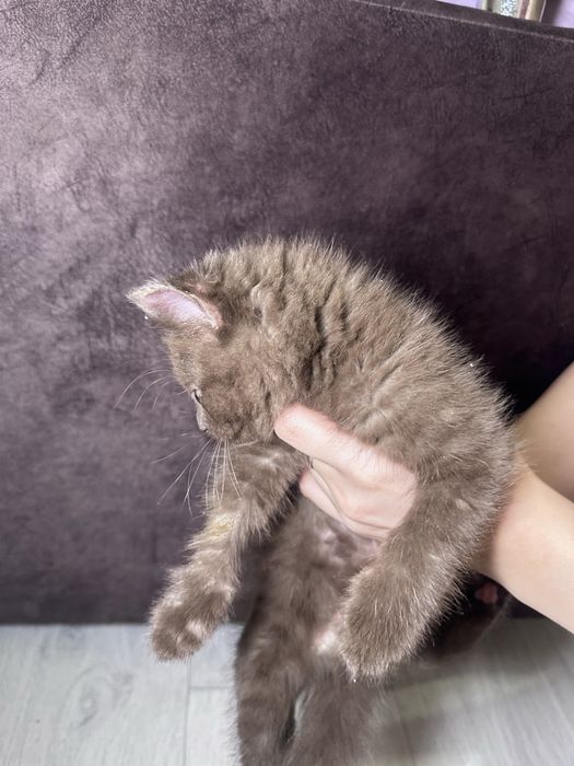 Отдам котенка, коричневого окраса, мальчик.