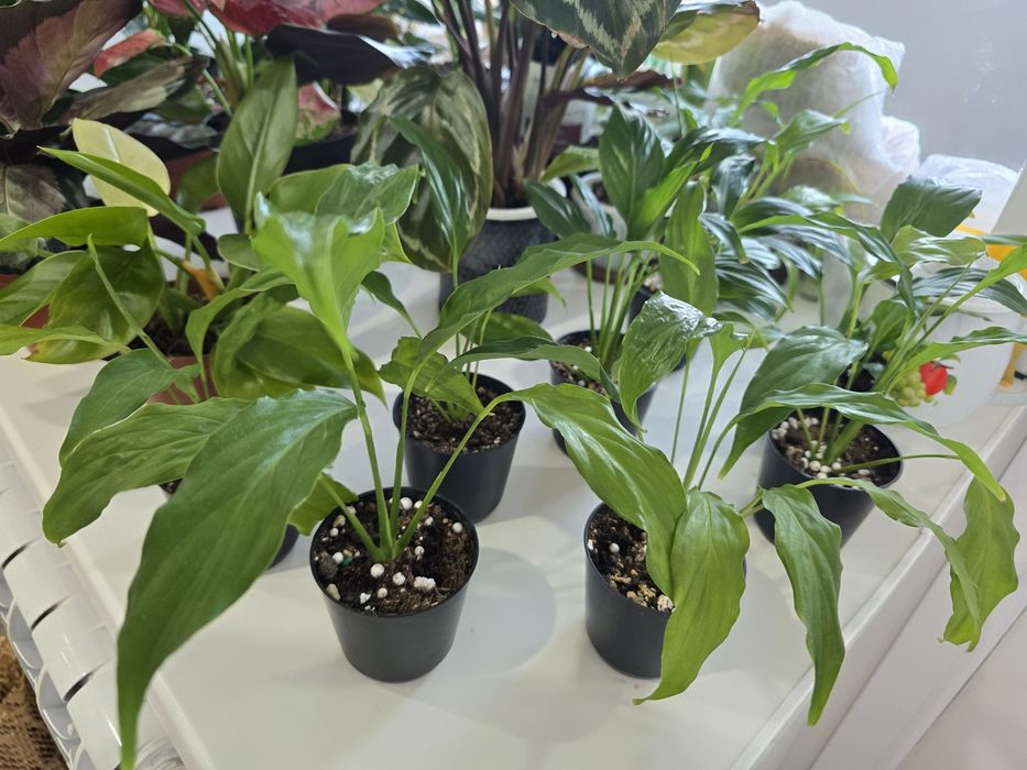 Спатифиллум,филадендрон Биркин