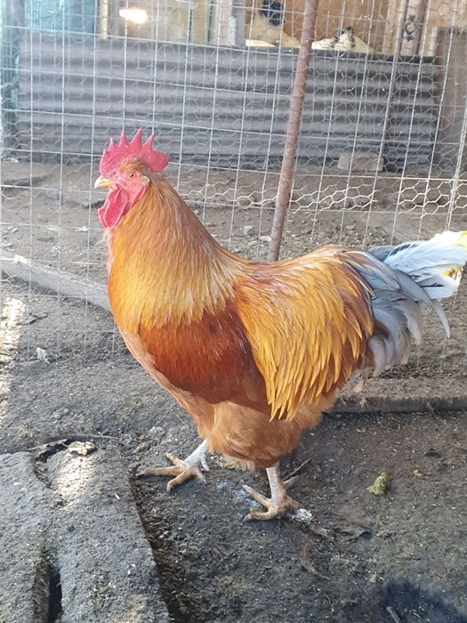 Cocosi sussex, australorp, new hampshire, marans