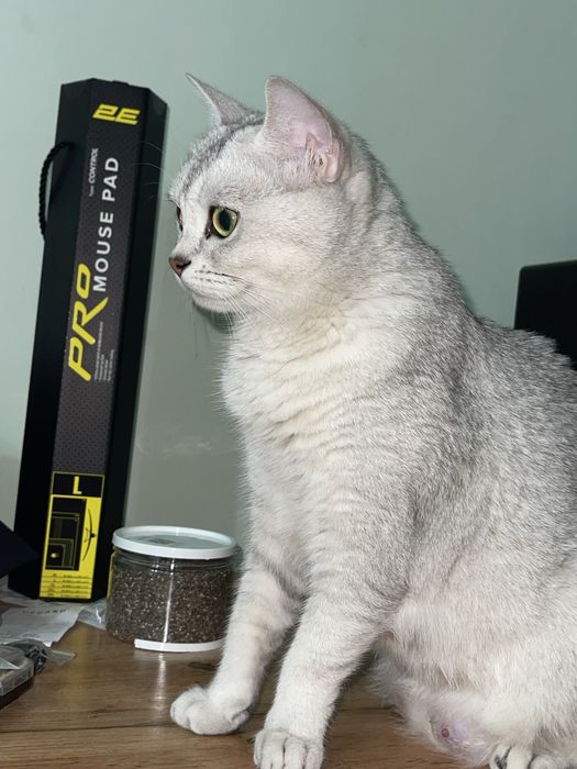 Продается котенки Британский поинт шиншила/ Скоттиш страйт