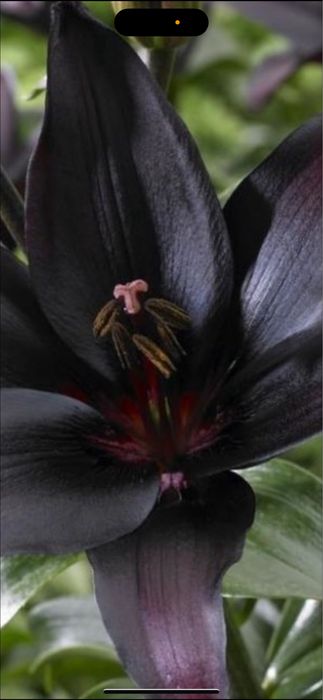 Bulbi de crin 5 lei buc