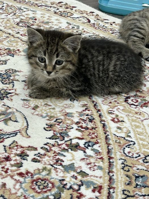 Отдам котенка мальчика  бесплатно