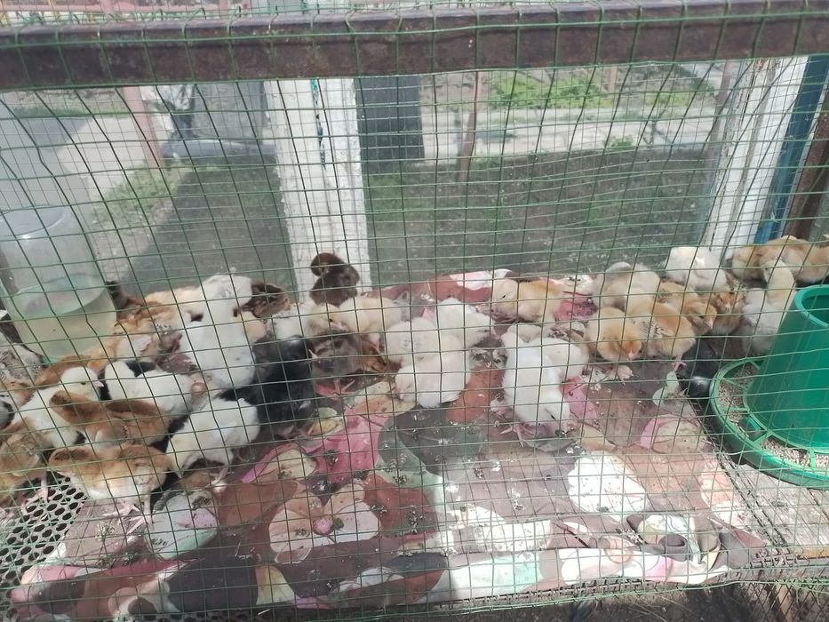 Домашние цыплята