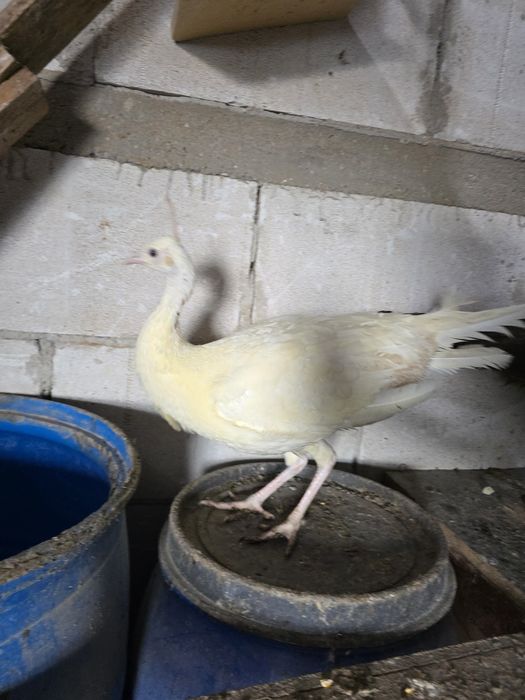 Pauni 2025 standard, albi, umar negru si arlechin. Paunite standard