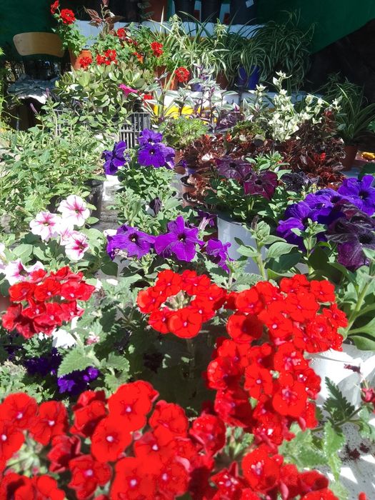 Многолетние и комнатные цветы