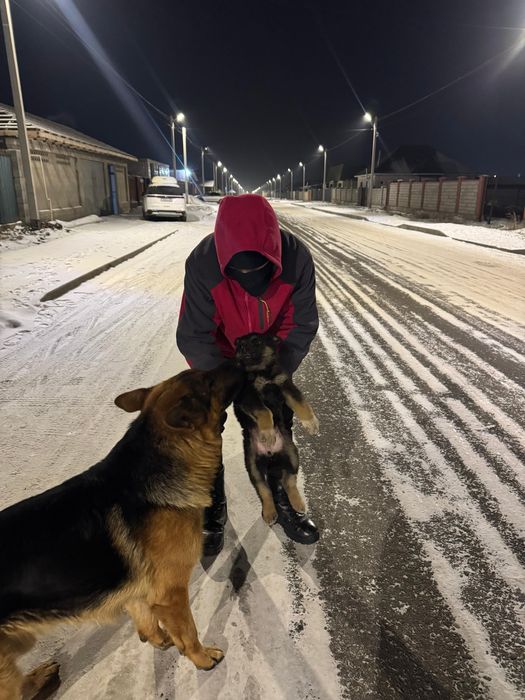 Немецски овчарка