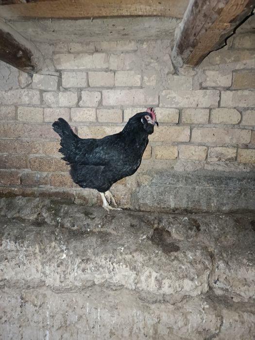 Qora Tovuq va Qora Xo'roz Sotiladi.