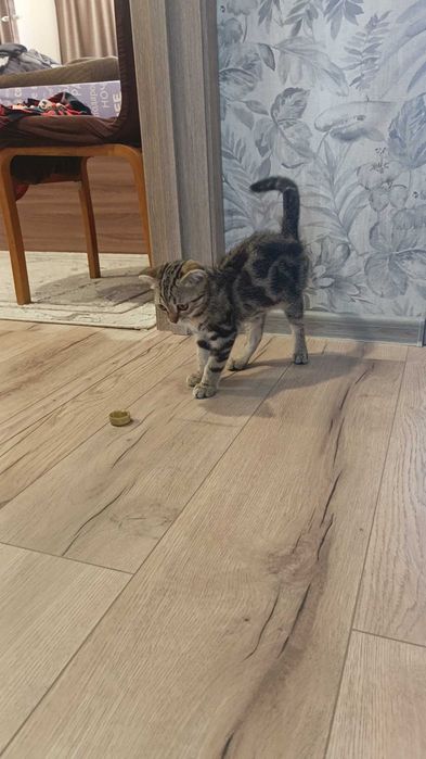 Котёнок мальчик в добрые руки