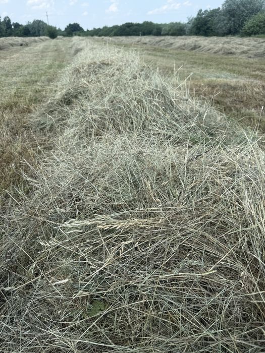 Baloti rotunzi de   fan