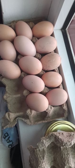 Кох товук тухумлари сотилади