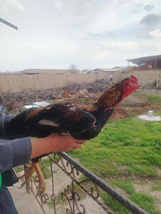 Дакан хороз сотилади 10 ойли