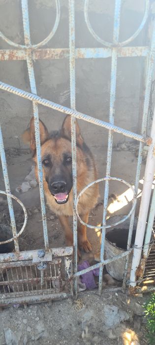 Собака овчарка немецкая