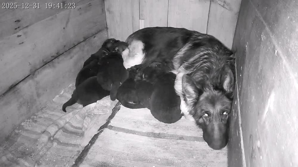 Ciobanesc german cu par lung