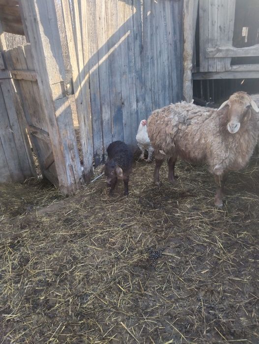 Продам чистое мамлютский район