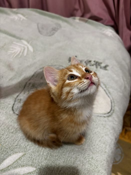 Котёнок в добрые руки. Г.Алматы