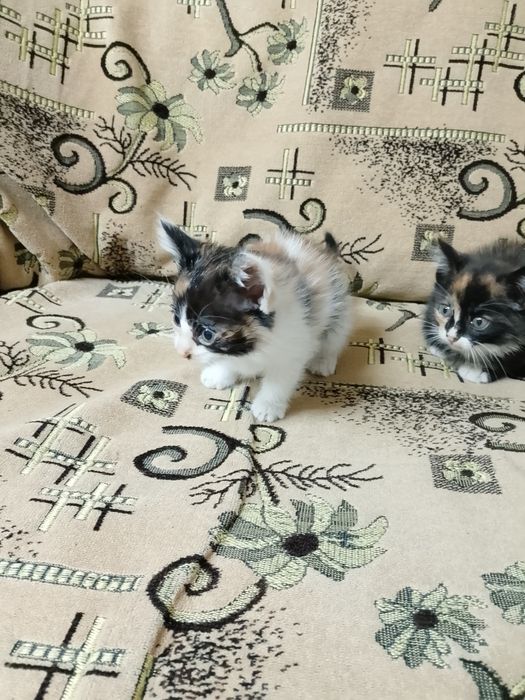 Продам домашних котят