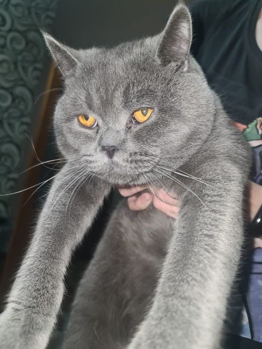 Скотиш страйт девочка 2 месяца