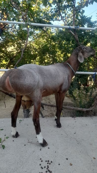 Qassob servis qassob xizmati pokiza va xalol