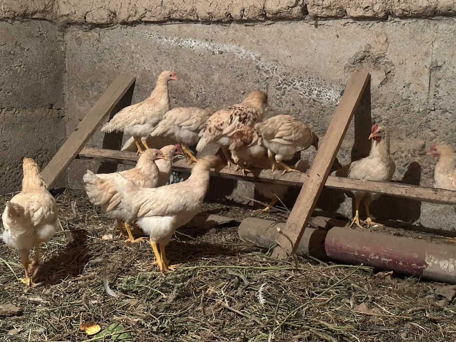 балапандар сатылады