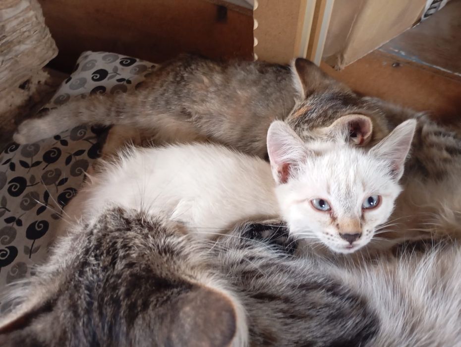 Отдам котят в хорошие руки