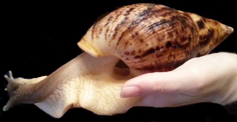 Axatina retikulyata standart va albino sotuvda bor