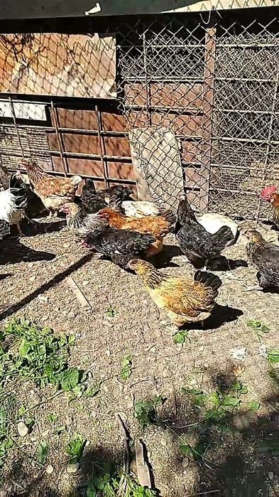 Курицы в мае будет год им