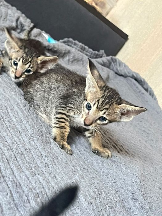 Ориентальные котята
