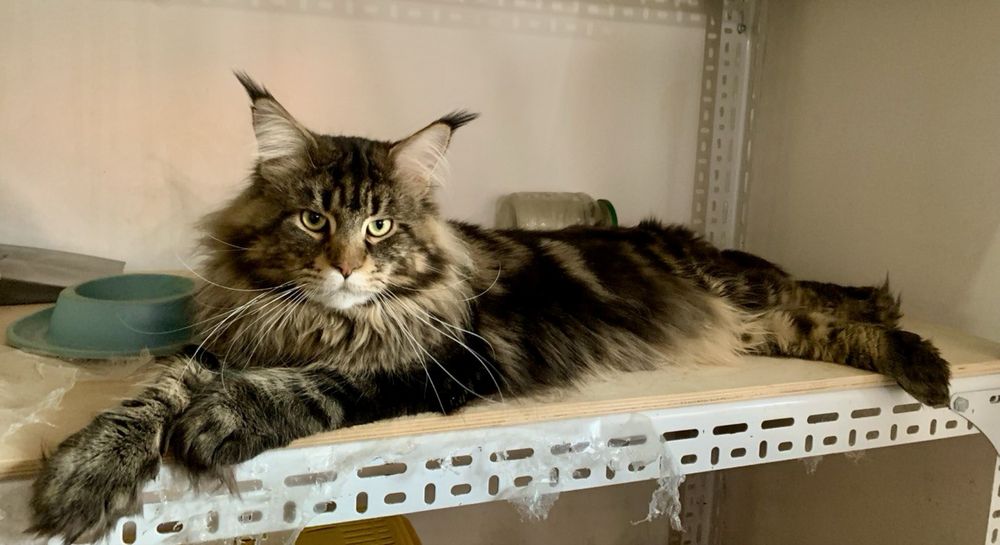 Мейн кун мальчик 6 месяцев