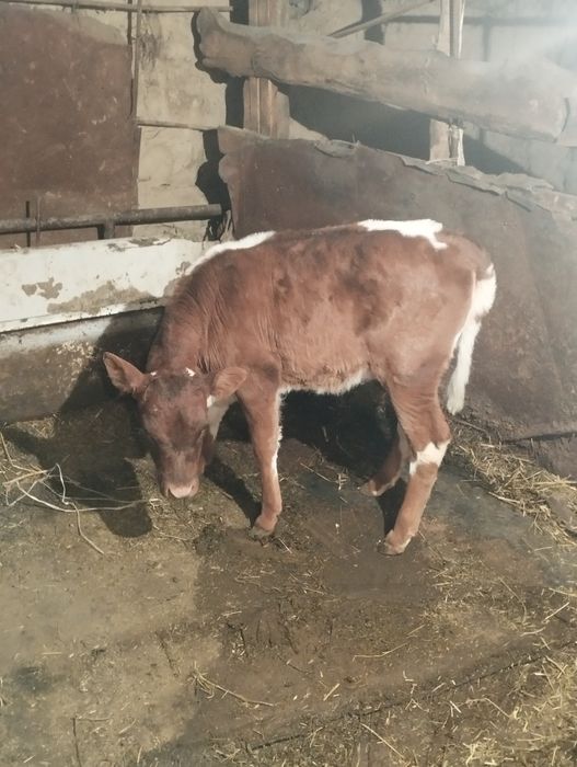 Сиыр сатам бұзау мен