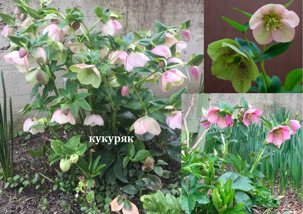 Луковици и грудки на цветя