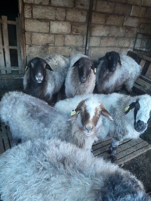 Қойлар сатылады.