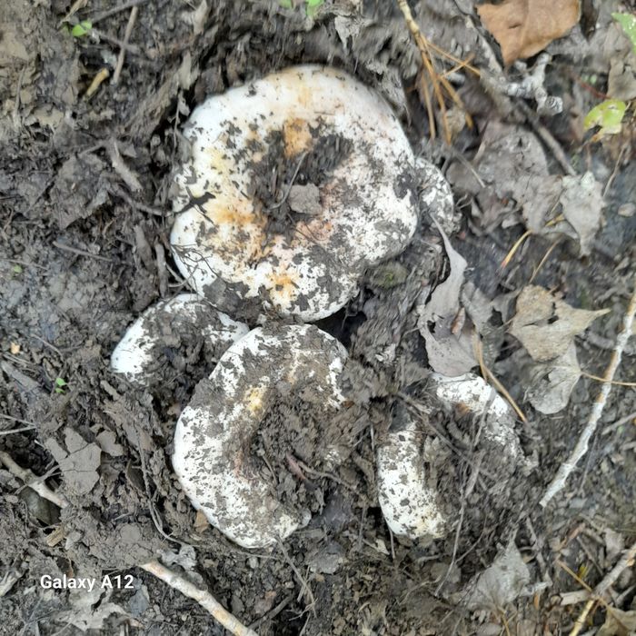 Грузди   соленые