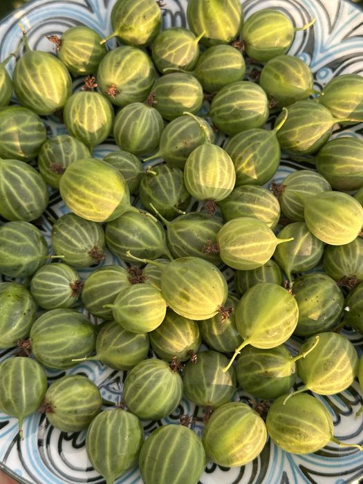 Продам крыжовник