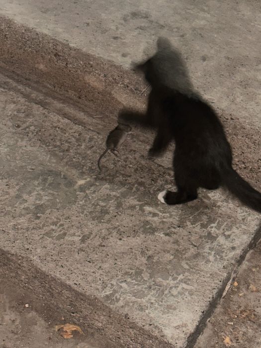 Отдам котенка в хорошие руки
