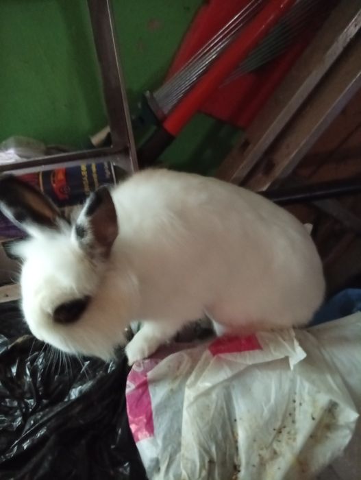 Se vinde o pereche de iepuri pitici