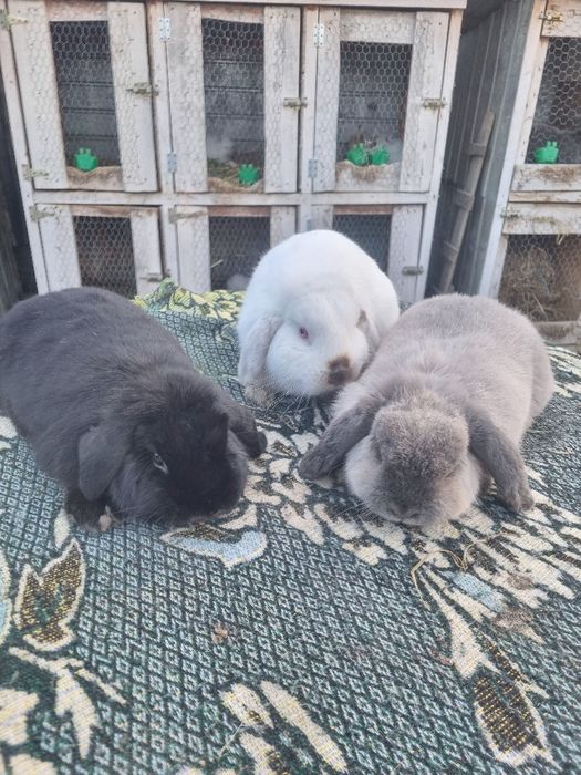 Turturele razatoare cochinchina pitic,australorp perusi berbec pitic