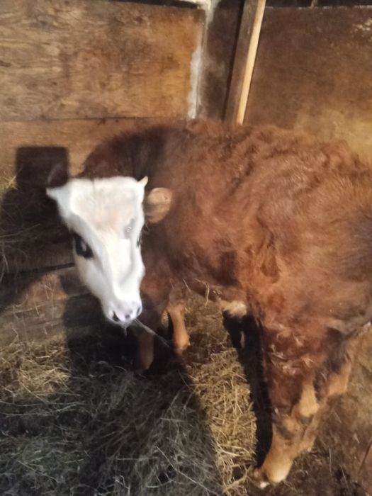 Продам бычка на дорашивание