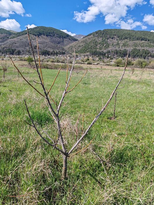 Орехова градина 5 дка / Овощна градина / Земеделска земя