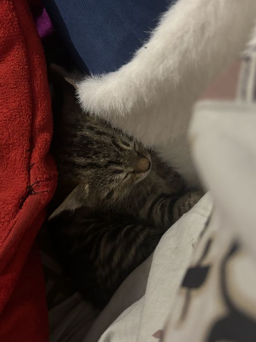 Отдам котенков бесплатно