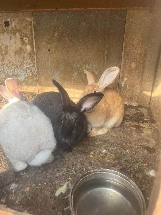 Малки и Големи Зайци